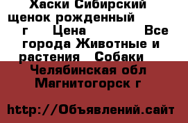 Хаски Сибирский (щенок рожденный 20.03.2017г.) › Цена ­ 25 000 - Все города Животные и растения » Собаки   . Челябинская обл.,Магнитогорск г.